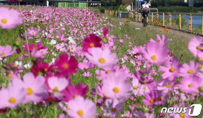 맑은 가을 날씨를 보인 24일 대전 유성구 갑천변에 만개한 코스모스 사이로 시민들이 가을의 정취를 즐기고 있다. 2021.9.24/뉴스1 © News1 김기태 기자