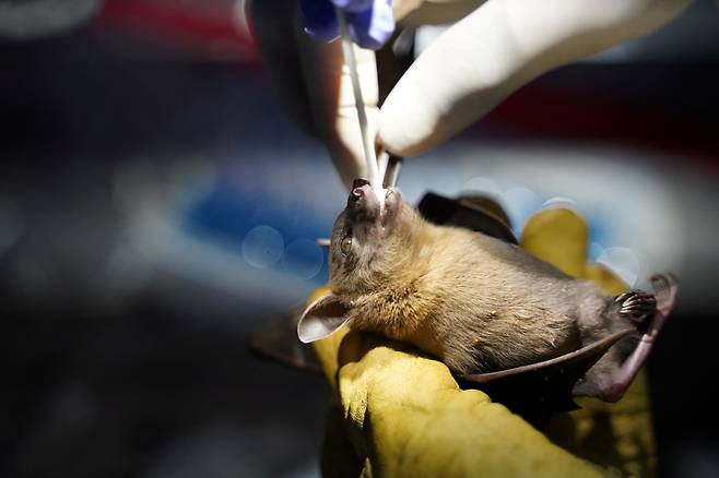 한 연구원이 박쥐의 구강 내부에서 연구 시료를 채취하고 있는 모습. /로이터 연합뉴스