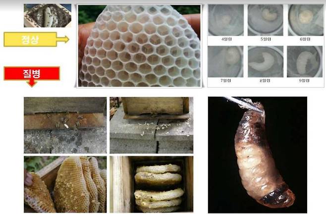 정상 토종벌과 낭충봉아부패병에 걸린 토종 벌의 모습. /농림부