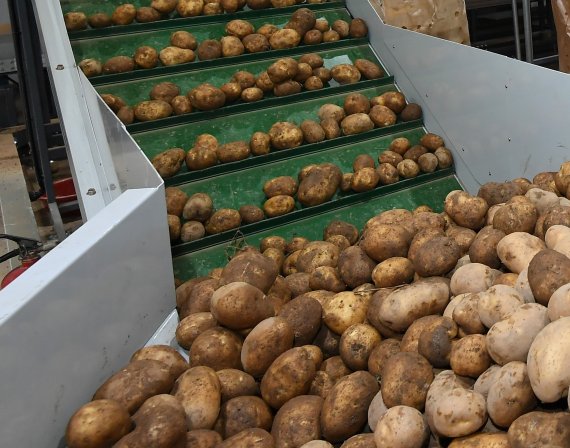 24일 정선 임계농협은 감자 공동선별기 준공 및 시연회를 가졌다고 밝혔다. 사진=정선군 제공