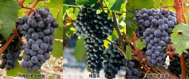 카베르네 소비뇽과 메를로. 둘 다 보르도가 원산지로, 카베르네 소비뇽은 보르도 좌안, 메를로는 우안에서 주품종으로 사용한다. 카베르네 프랑은 두 품종의 공통 조상 품종이다. 보르도닷컴 홈페이지 캡처