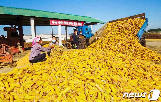 (평양 노동신문=뉴스1) = 북한 노동당 기관지 노동신문이 지난 24일 보도한 사진. 신문은 전국 각지의 농촌에서 '승전포성'을 높이 울리기 위한 투쟁이 이어지고 있다고 전했다. 신문은 각지 농촌에서 가을 수확철을 맞아 가을걷이와 낟알털기에 박차를 가하고 있다고 언급했다. [국내에서만 사용가능. 재배포 금지. DB 금지. For Use Only in the Republic of Korea. Redistribution Prohibited] rodongphoto@news1.kr