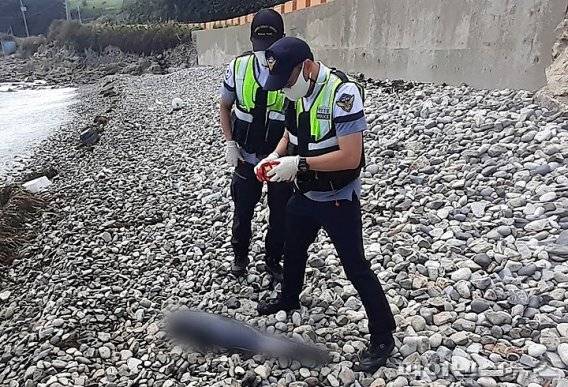 해경에서 상괭이 사체를 확인하고 있다. [사진=제주해경 제공]