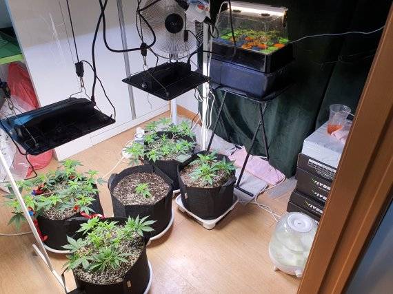 재배 중인 대마/사진=대구경찰청 제공