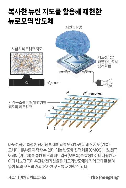 복사한 뉴런 지도를 활용해 재현한 뉴로모픽 반도체. 그래픽 차준홍 기자