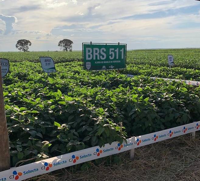 CJ셀렉타 대두 농장 사진 전경 (CJ제일제당 제공)© 뉴스1