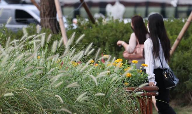 시민들이 가을 화초로 가꿔진 서울 청계광장에서 출근하고 있다. 연합뉴스 제공