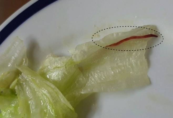 둥근 원 안에 붉게 보이는 것이 벌레 [연합]