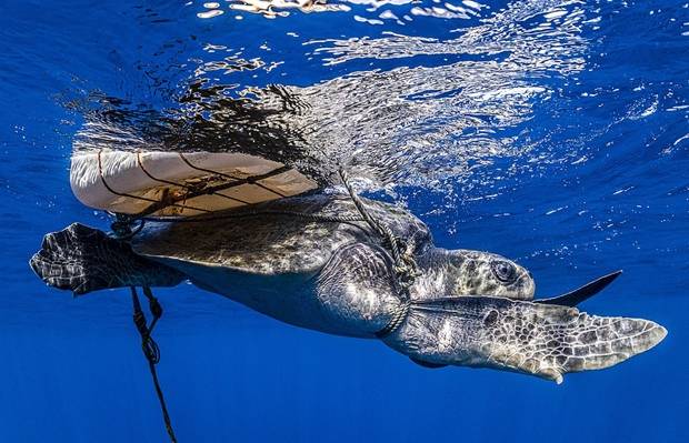 올해의 해양 사진작가 2위에 오른 헨리 스피어스는 스코틀랜드 노스섬과 멕시코 북서부 바하칼리포르니아수르주 해안에서 각각 버려진 어구를 주워다 둥지를 지은 부비새떼와 낚시 장비에 걸려 버둥거리는 올리브각시바다거북을 목격하기도 했다.