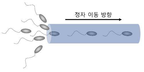 자생 송사리 알 내부의 생체통로를 모방한 미세유체칩 모식도 [국립생물자원관 제공. 재판매 및 DB 금지]