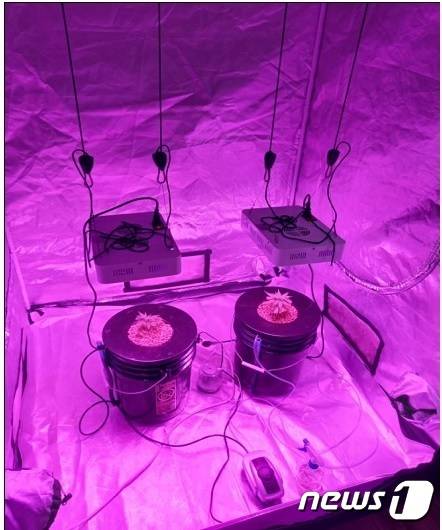 대마 재배 혐의로 구속돼 검찰에 송치된 우즈베키스탄 국적 A씨가 아파트에서 키워오던 대마(인천본부세관 제공)2021.9.29/뉴스1 © News1 박아론 기자