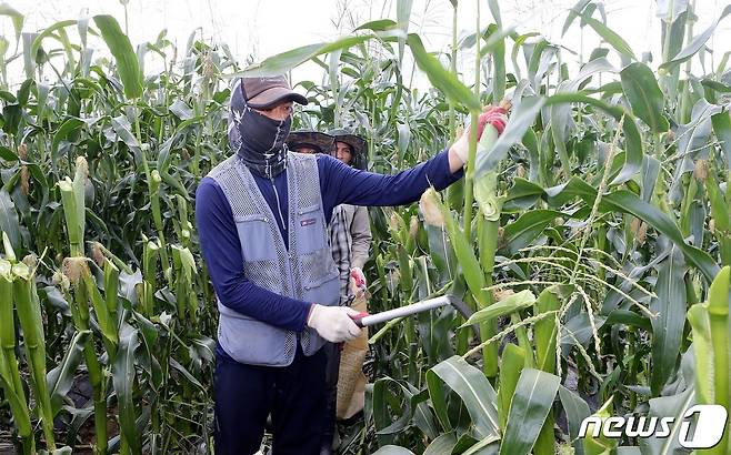 외국인 근로자가 옥수수 수확작업을 하고 있다.© 뉴스1