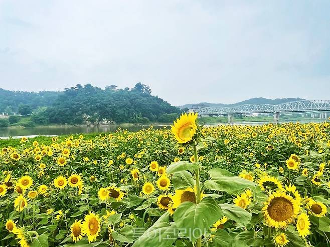 해바라기 피어난 미르섬