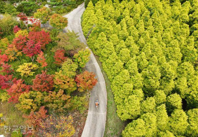 홍천 내촌면 척야산문화수목원 끝자락의 황금측백나무와 단풍. 척야산문화수목원은 민족정신 함양이라는 비장함으로 시작해 갈수록 짙어지는 가을 서정으로 마무리된다.
