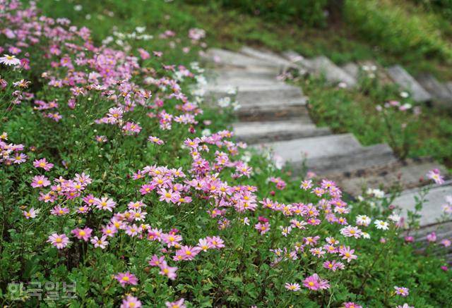 척야산문화수목원 골짜기의 꽃밭 정원. 구절초가 곱게 피어 있다.