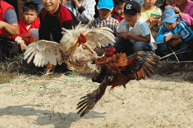 닭싸움.