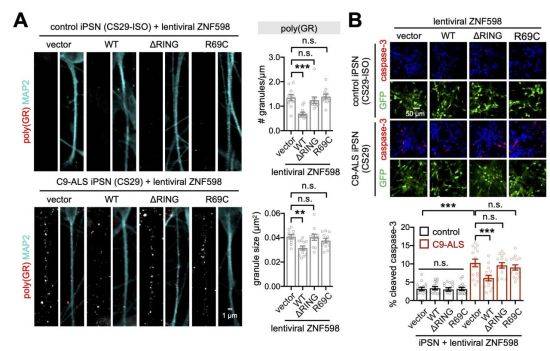 발견된 유전자를 활성화해 루게릭병 환자 유래 신경세포의 사멸 억제한다.