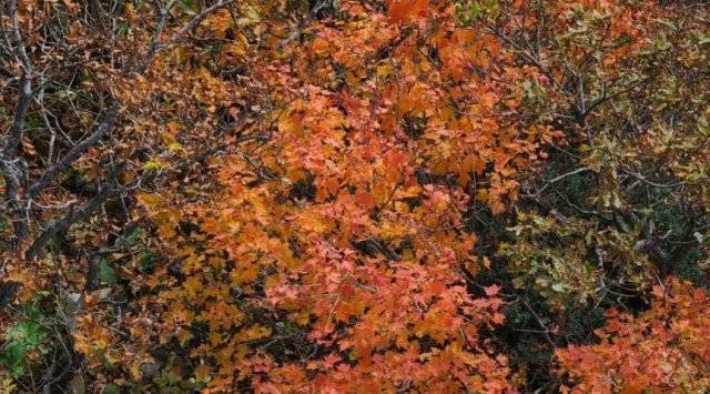 설악산. 기상청.