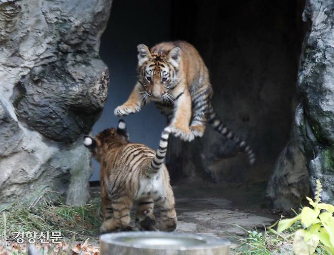 경기 용인시 에버랜드 동물원에서 30일 생후 100일을 앞둔 한국호랑이 5남매를 공개했다. /강윤중 기자