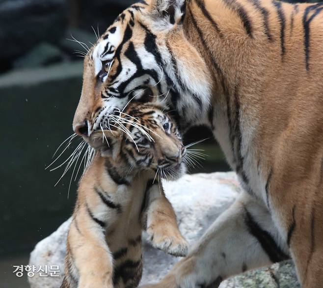 경기 용인시 에버랜드 동물원에서 30일 생후 100일을 앞둔 한국호랑이 5남매를 공개했다.  /강윤중 기자