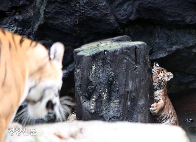 경기 용인시 에버랜드 동물원에서 30일 생후 100일을 앞둔 한국호랑이 5남매를 공개했다.  /강윤중 기자