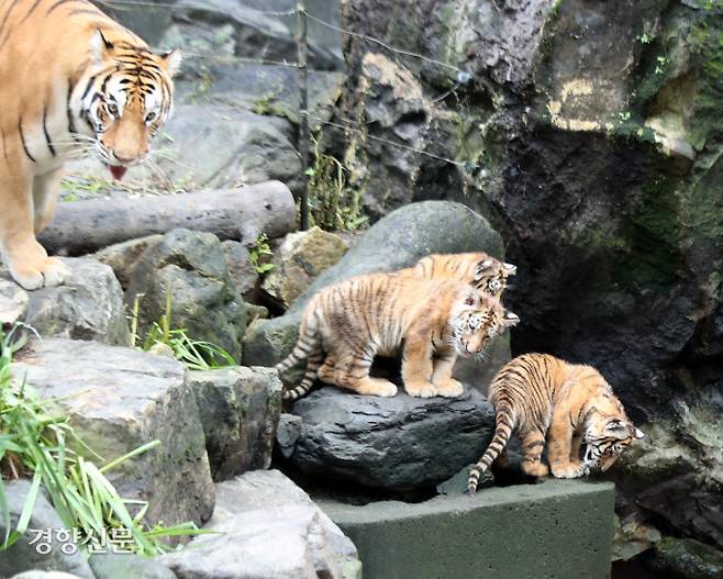 경기 용인시 에버랜드 동물원에서 30일 생후 100일을 앞둔 한국호랑이 5남매를 공개했다. /강윤중 기자
