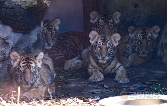 30일 경기도 용인시 에버랜드 동물원에서 아기 한국호랑이 5남매(아름·다운·우리·나라·강산)가 언론에 공개되고 있다.