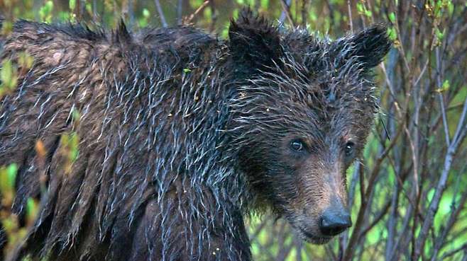 회색곰의 모습.(사진=캐나다 국립공원 관리국)