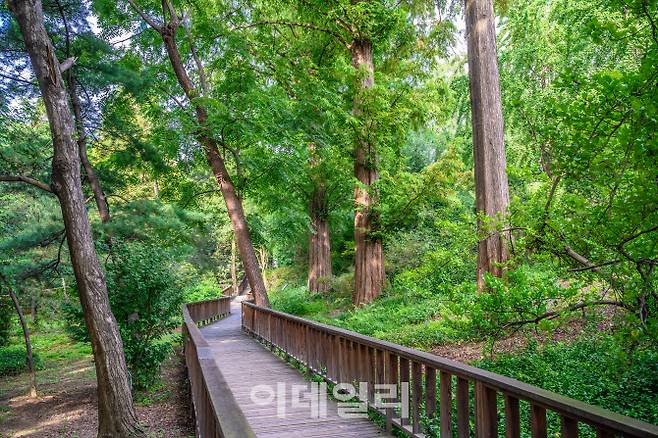 국립산림과학원 홍릉시험림은 오랜 시간 연구원으로 개방되지 않던 숲이다. 숲의 향기를 물씬 느낄 수 있는 제2 수목원의 모습이다.(사진=서울관광재단 제공)