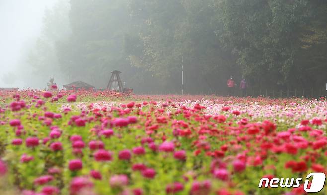 경남 함양군 상림공원 꽃밭에 안개가 자욱하게 깔려 있다. 2020.10.22/뉴스1