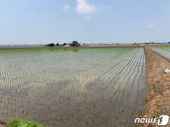 (고창=뉴스1) 박제철 기자 = 전북 고창군이 농지 소유자와 임대차 정보 등을 담은 농지원부의 현실화를 위해 정부 방침에 따라 올해 말까지 일제 정비한다고 1일 밝혔다.(자료사진)© 뉴스1