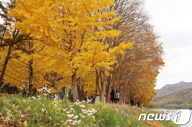 금강을 따라 송림과 단풍이 어우러진 충북 영동군 양산면 송호리가 만추의 아름다움을 뽐내고 있다. 주변에 강선대, 함벽정 등 양산팔경과 아름다운 금강 둘레길까지 있어 힐링 관광지로 꼽힌다.(영동군 제공).2018.10.31/뉴스1 © News1