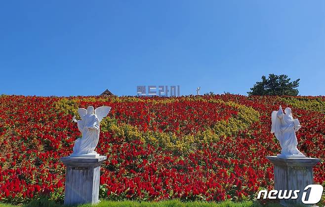 신안 병풍도의 맨드라미 정원이 만개해 장관을 이루고 있다. 신안군은 10월1~10일까지 랜선축제로 맨드라미의 아름다움을 선보인다.2021.9.30/뉴스1 © News1 박진규 기자