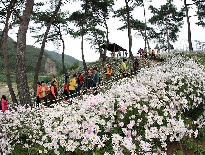 정읍 구절초 꽃축제 ⓒ정읍시