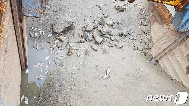 2일 제천시 장락동 인근 고암천에 물고시 수십마리가 떼죽음 한체 주민들에 의해 발견됐다.(독자 제공)© 뉴스1