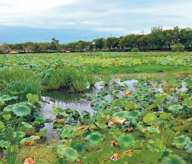 전남 무안 회산백련지의 가을. 푸른하늘과 노랗게 물들어가는 연잎이 대조를 이룬다. 가을 연잎은 덖어서 연잎차를 만든다.