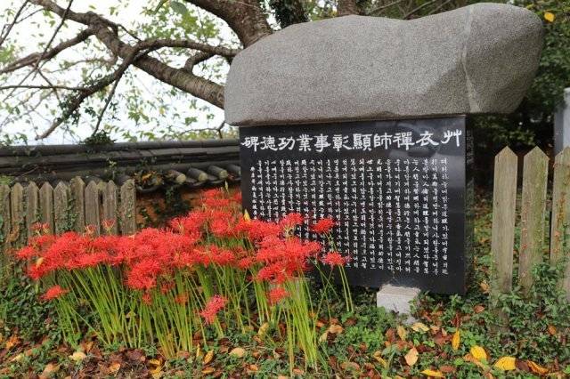 초의선사 탄생지 비석 앞에 핀 꽃무릇.