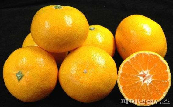 제주감귤 /사진=fnDB