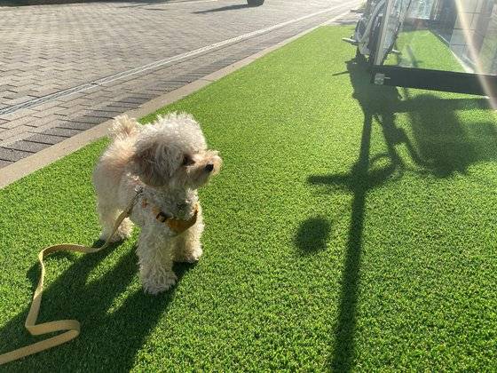 안나스낵의 ‘안나’. 하남 매장을 방문하면 만날 수 있는데, 손님이 제품을 기다리는 동안 귀여운 애교를 고객 서비스로 제공한다. 동네의 스타견이다. [사진 양나희]