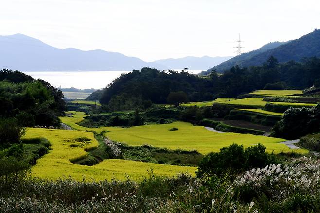 [남해=뉴시스] 차용현 기자 = 27일 오전 경남 남해군 서면 인근에서 바라본 다랭이논이 누렇게 물들어 있다. 2021.09.27. con@newsis.com