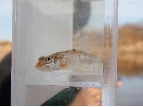 흰수마자 청주 미호천 서식 확인   [충북생물다양성보전협회 제공. 재판매 및 DB 금지]