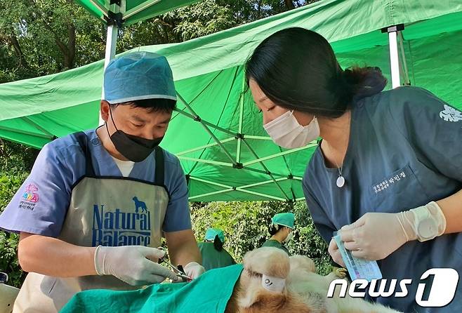 수의사들이 3일 인천 중구 영종역 인근에서 개들의 중성화 수술 봉사를 진행하고 있다. © 뉴스1 최서윤 기자