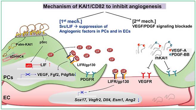 카이-원의 혈관신생 억제 메커니즘