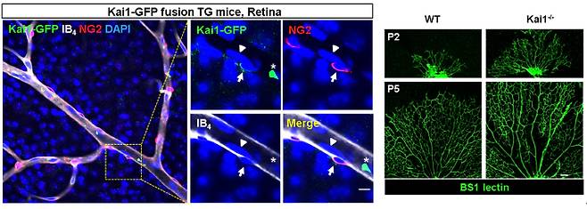 마우스 망막의 혈관 주변에 위치하고 있는 주피세포에서 발현되는 카이-원. 우측 사진에서 보듯이 카이 유전자를 낙아웃시키면 망막혈관이 과잉증식함.