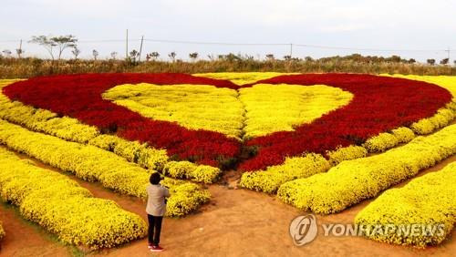 2019년 서산국화축제 현장 [연합뉴스 자료사진]