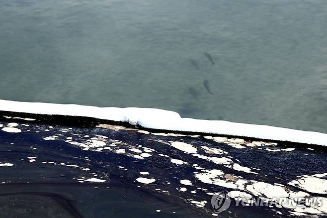 송유관 유출로 기름 번지는 미 캘리포니아 해변 (로스앤젤레스 신화=연합뉴스) 미국 캘리포니아주 오렌지카운티의 헌팅턴비치에서 4일(현지시간) 유출된 기름이 해변을 따라 번지고 있는 가운데 수면 아래로 물고기 떼들이 노니는 모습이 보인다. 이곳에서는 송유관 파손으로 약 3천 배럴(47만7천L)의 기름이 유출되면서 서울 여의도 면적(2.9㎢)의 10배가 넘는 약 33.7㎢가 기름띠로 덮여 환경 재난이 우려되고 있다. sungok@yna.co.kr