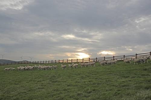 해 질 녘 삼양목장의 풍경 [사진/전수영 기자]