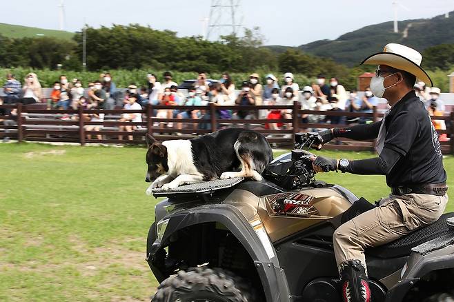 날쌘 목양견이 양들을 한데 모아 이리저리 몰고 가는 양몰이 공연은 삼양목장에서 제일 인기 있는 프로그램이다. [사진/전수영 기자]