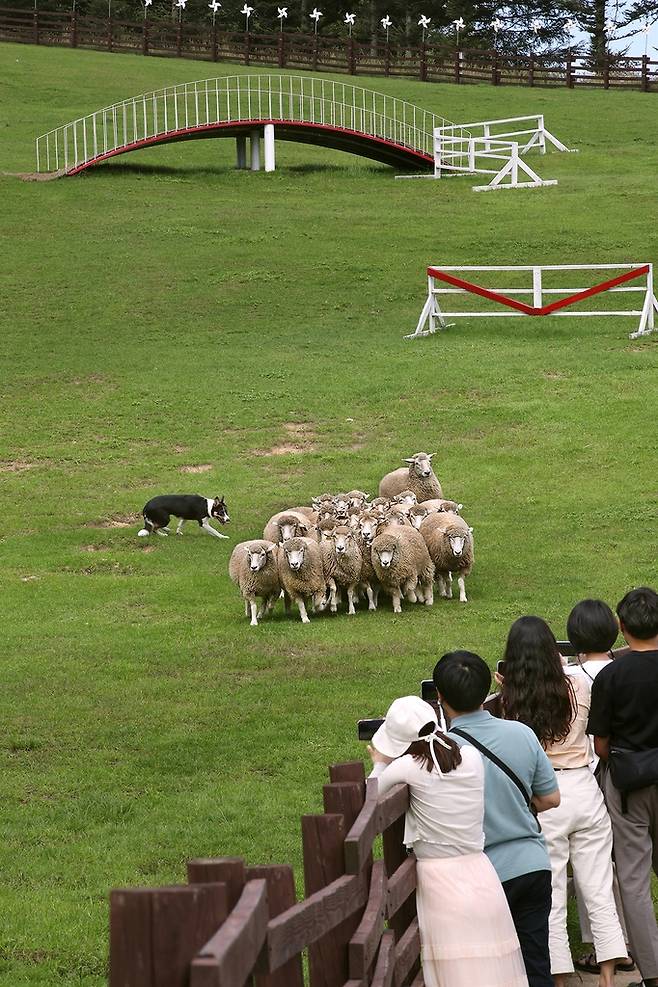 삼양목장의 양몰이 공연 모습 [사진/전수영 기자]