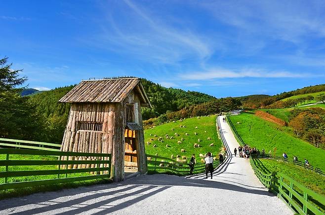 움막이 눈길을 끄는 대관령양떼목장의 초지 [대관령양떼목장 제공]